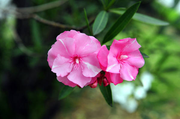 oleander