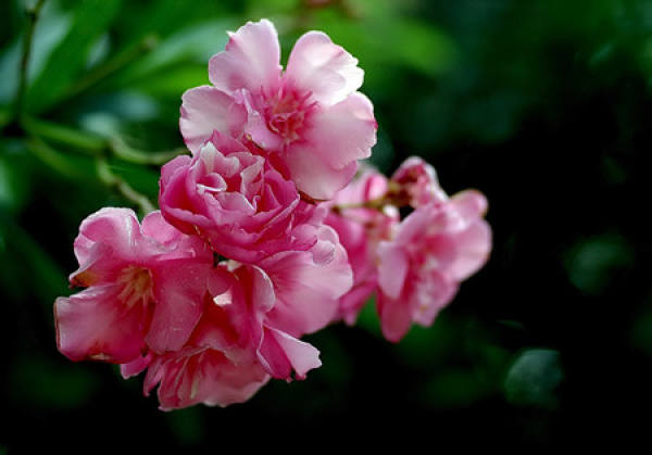 oleander