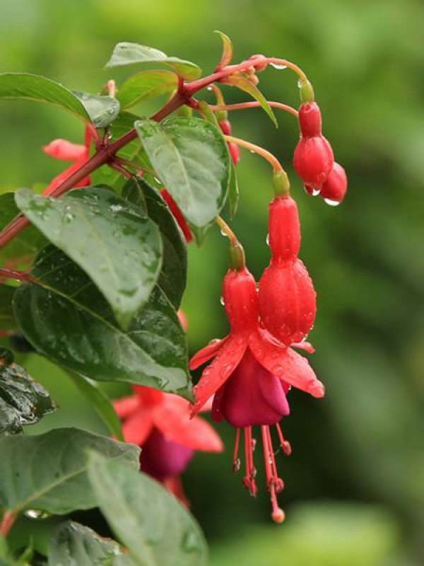 Common insect pests and their control in Fuchsia Common insect pests and their control in Fuchsia