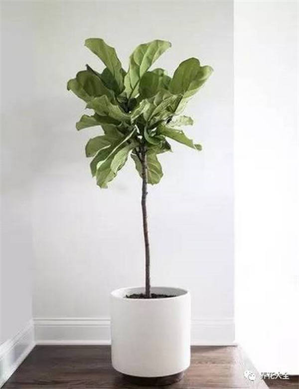 Ficus pandurata