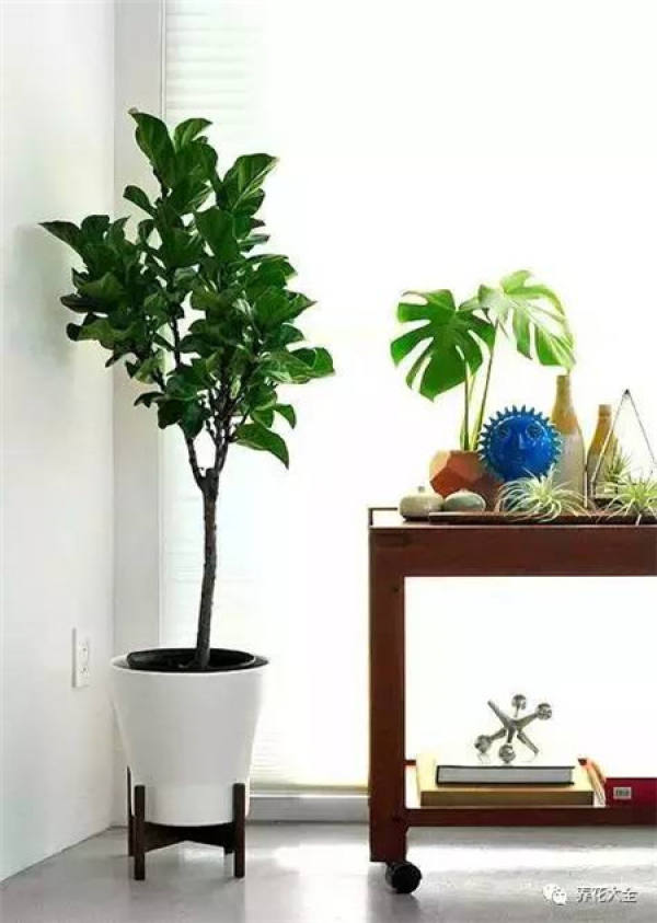 Ficus pandurata
