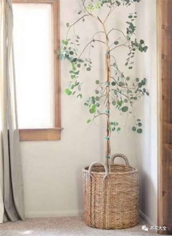 Ficus pandurata