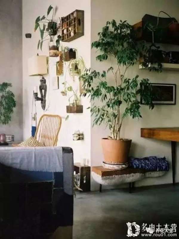Ficus pandurata