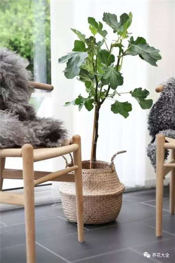 Ficus pandurata