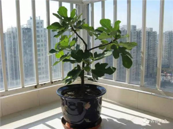 Ficus pandurata