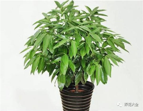 Ficus pandurata