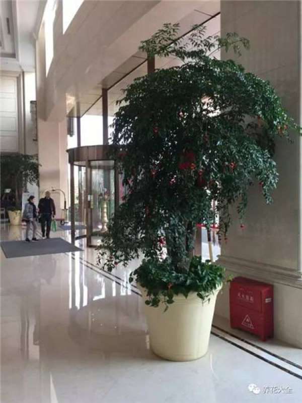 Ficus pandurata