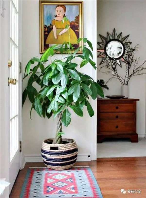 Ficus pandurata