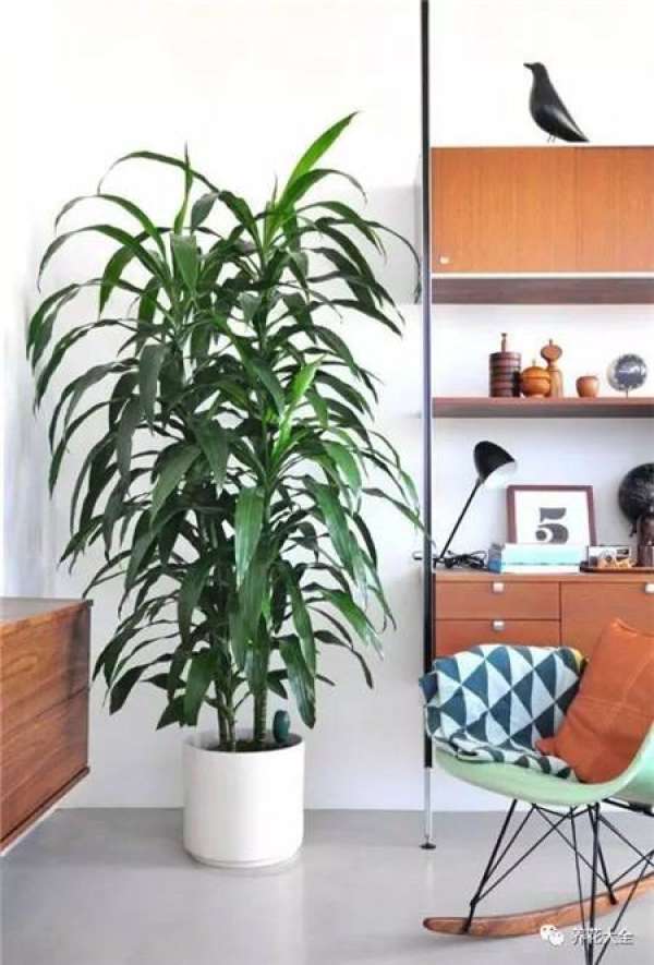 Ficus pandurata