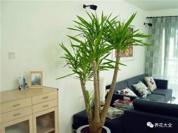 Ficus pandurata