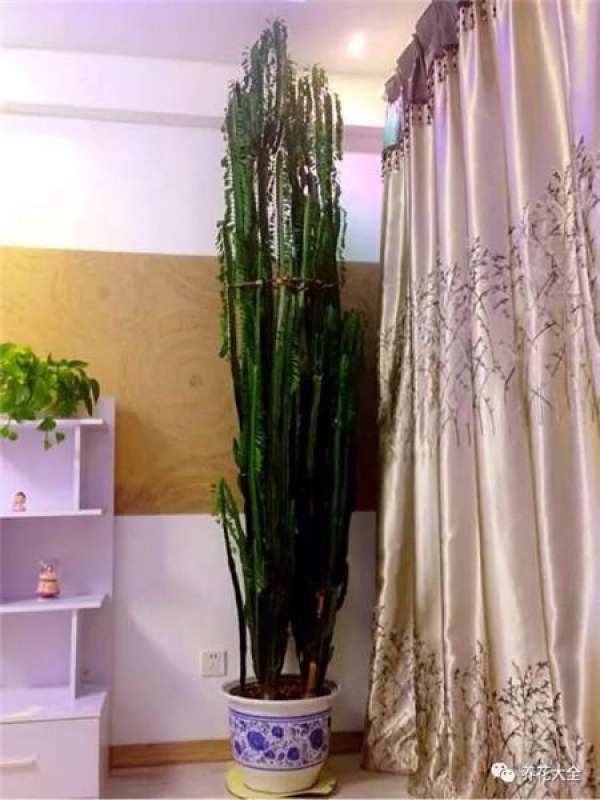 Ficus pandurata