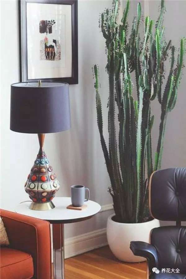 Ficus pandurata