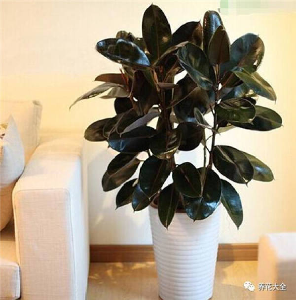 Ficus pandurata