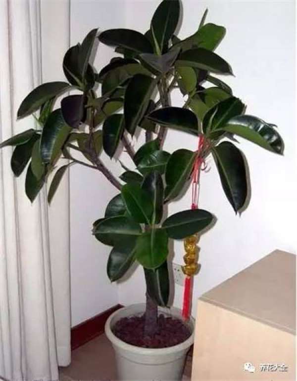 Ficus pandurata