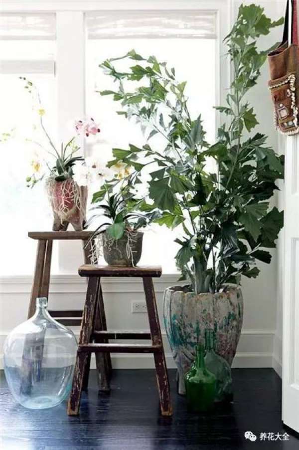 Ficus pandurata