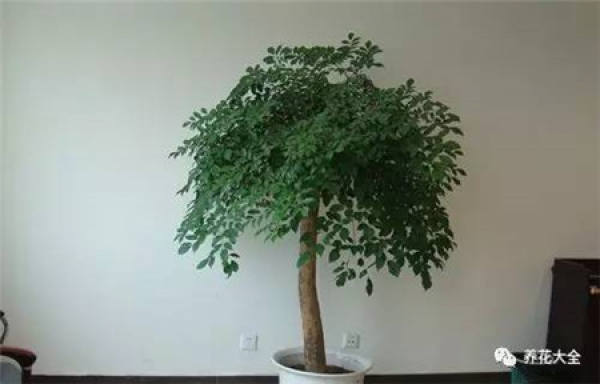 Ficus pandurata