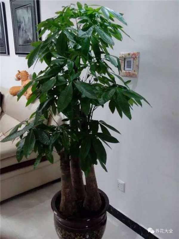Ficus pandurata