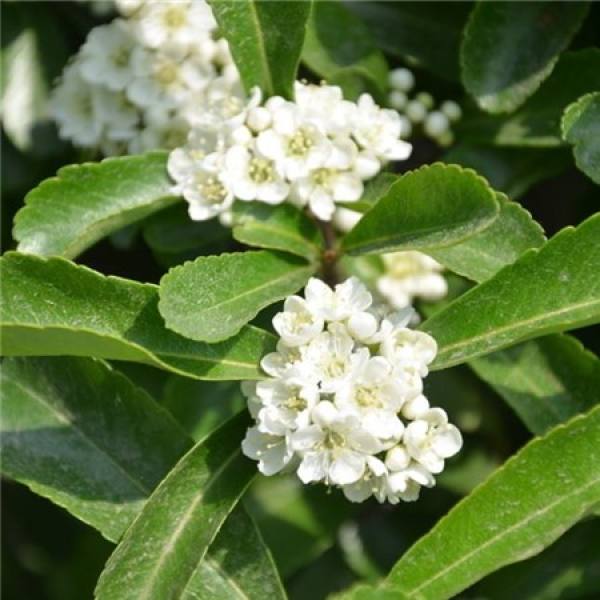 picture of Pyracantha propagation