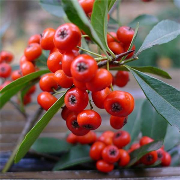 Pyracantha reproduction
