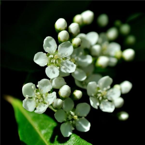 picture of Pyracantha cultivation