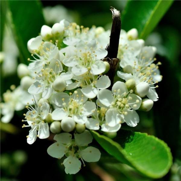 Pyracantha cultivation