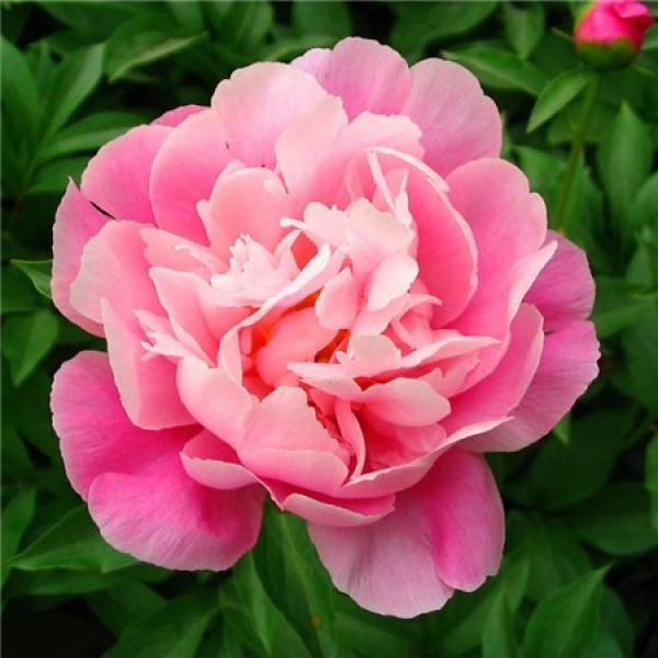 picture of peony cutting