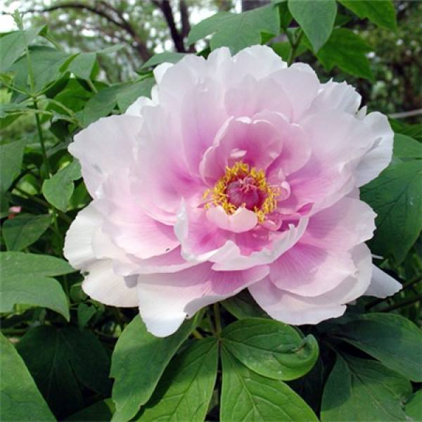 Peony cutting