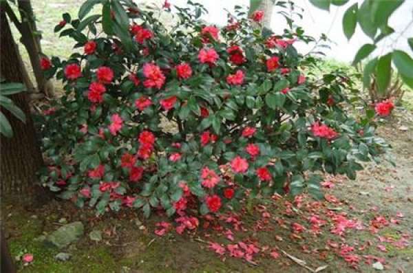 Fertilization Skills of Tea Plum