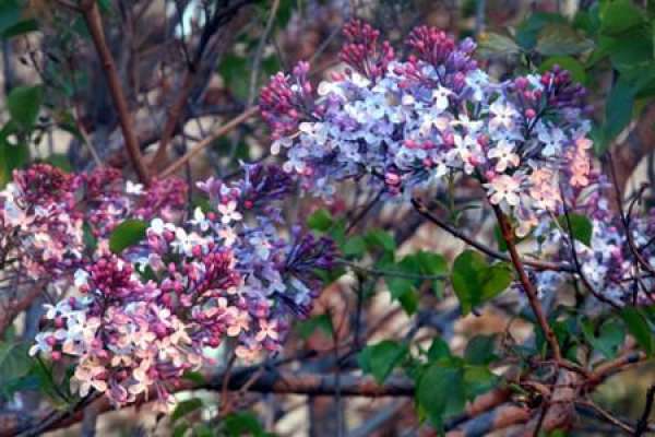 Flowering period of clove
