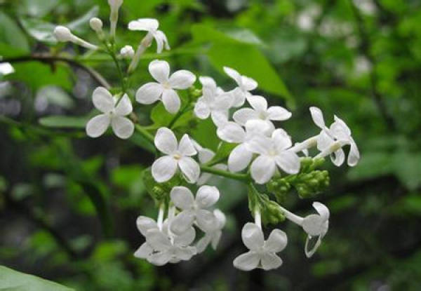 Matters needing attention in lilac cultivation