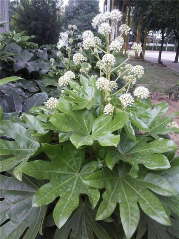 Reasons for leaf drooping of star anise