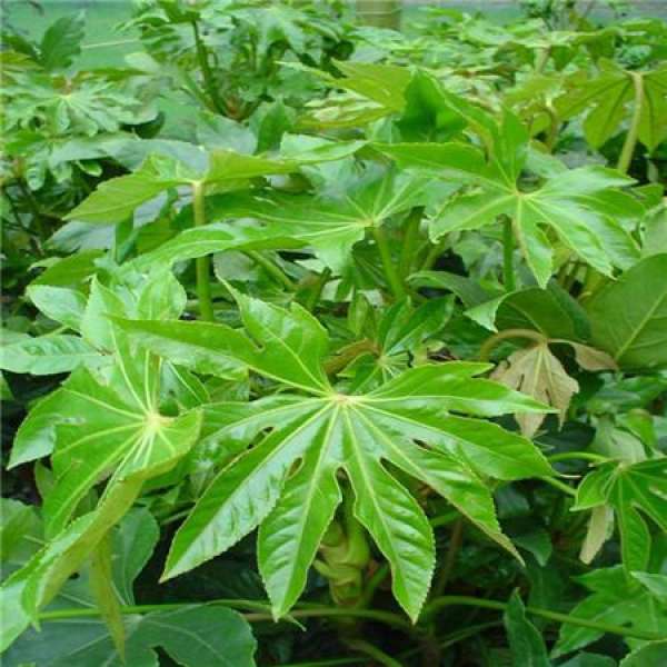 How does leaf of gold of star anise dish droop to do?