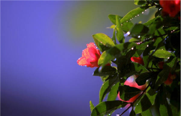 Figure of medicinal value of pomegranate flower