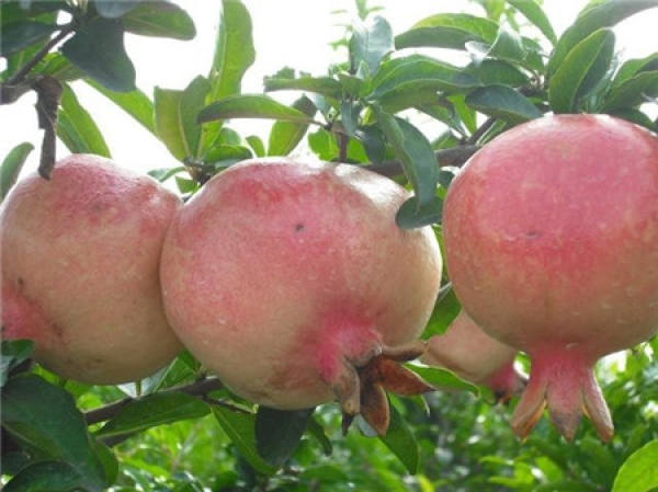 Pomegranate graph