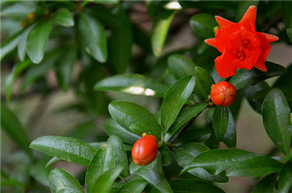 Pomegranate graph