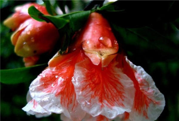 Pomegranate graph