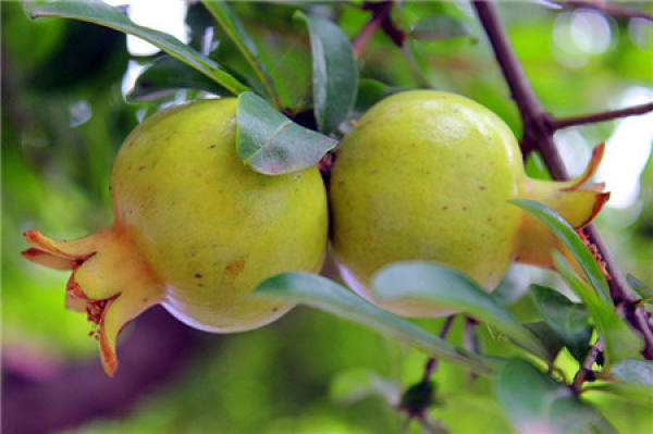 pomegranate map