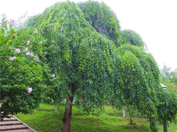 Longzhao elm