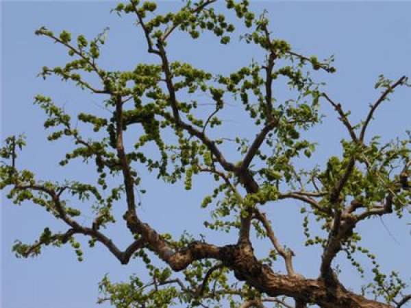 Longzhao elm