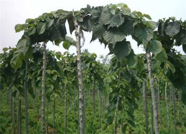 Longzhao elm