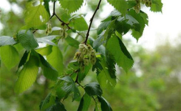Hangzhou elm