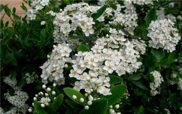 Florescence of Pyracantha fortuneana