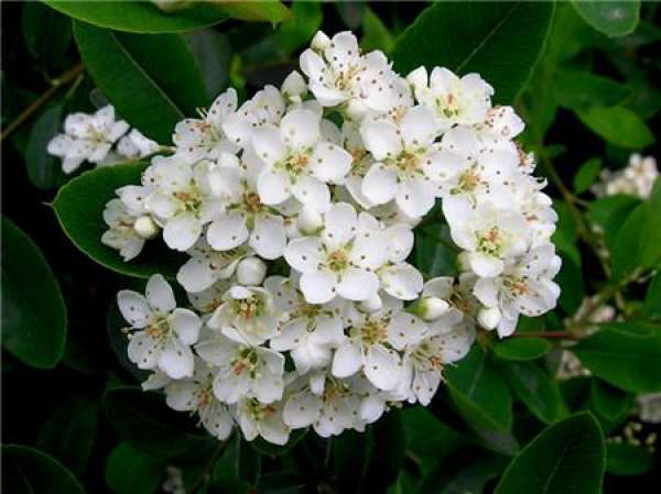 The Flower Language of Firethorn Flower