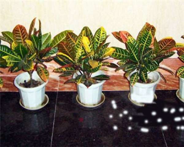 Cultivation method of Ficus microcarpa