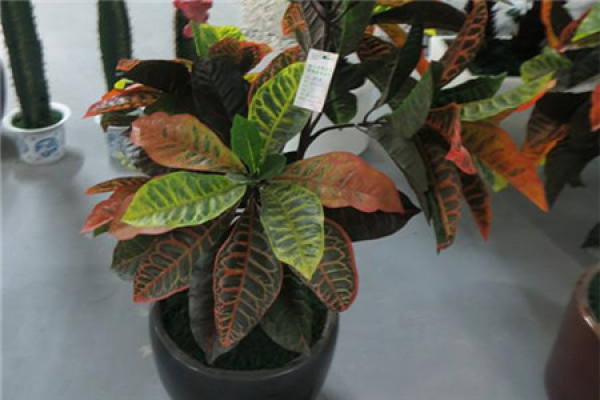 Precautions for cultivation of Ficus microcarpa