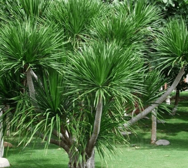 Pruning of Dracaena