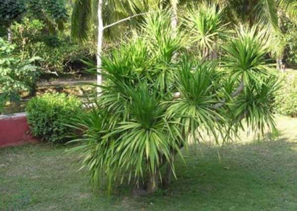Pruning and maintenance of Dracaena cambodiana