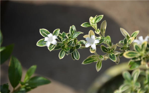 Why does potted June snow need to dwarf?