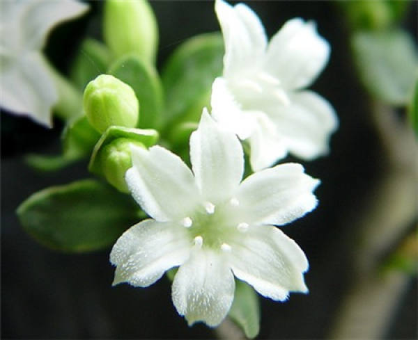 Why does potted June snow need to dwarf?