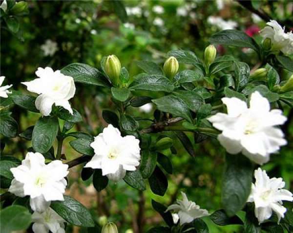 Measures for Dwarfing Potted Plants in June Snow